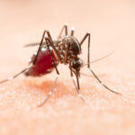 chikungunya