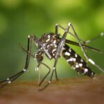 se débarrasser du moustique tigre