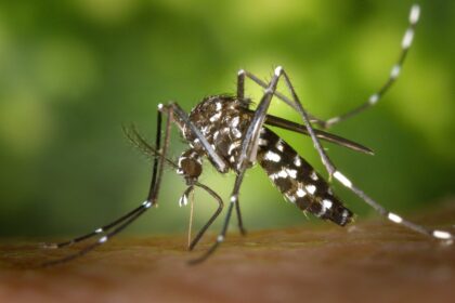 se débarrasser du moustique tigre
